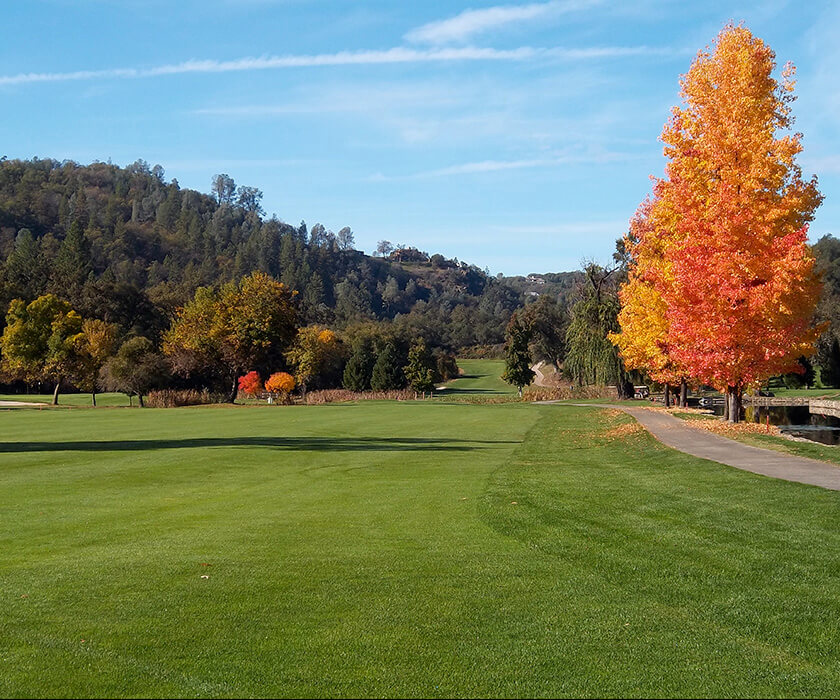 orange tree by golf green and fall foliage